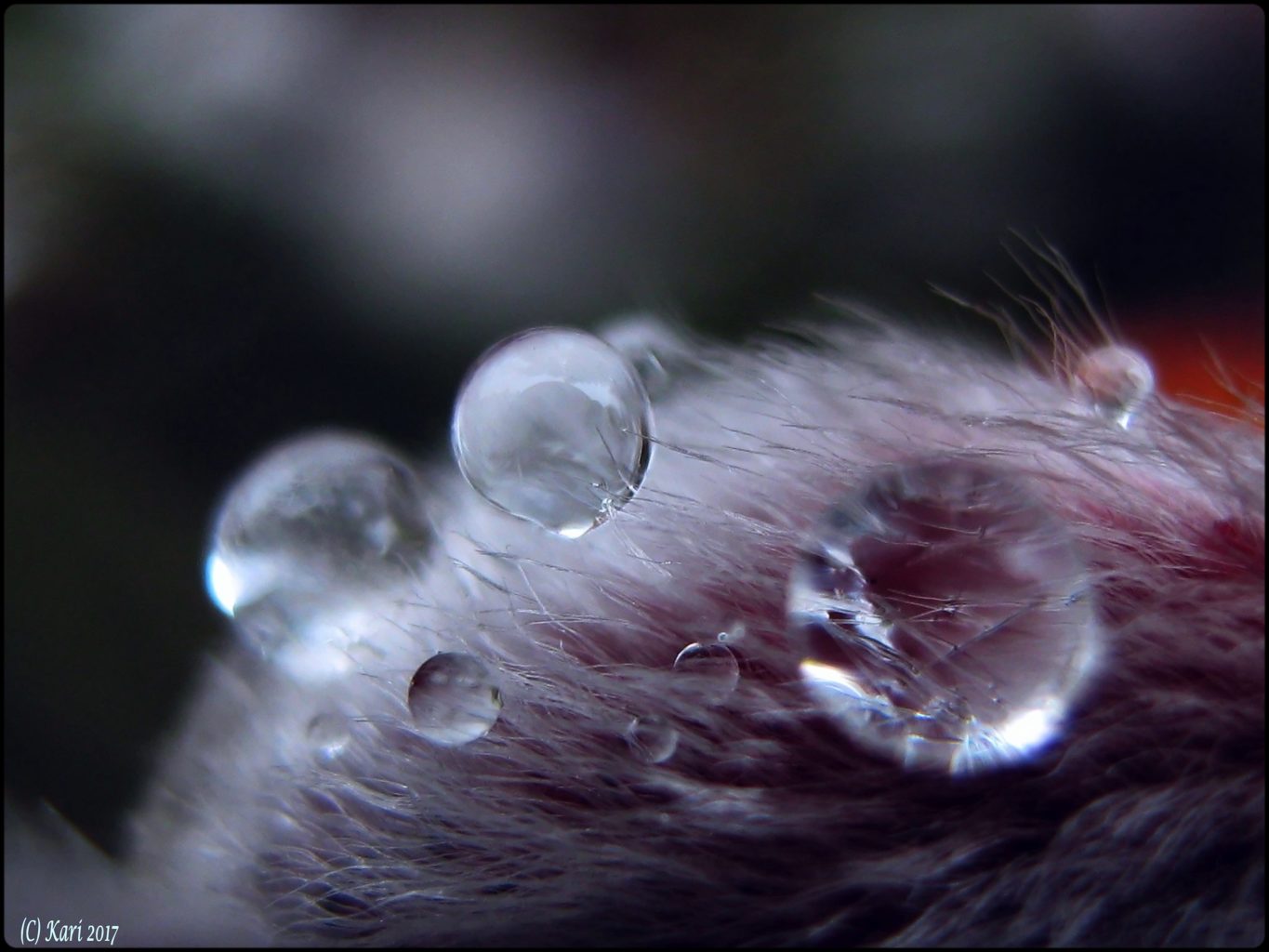 Valokuvaaja: Kari Saarinen