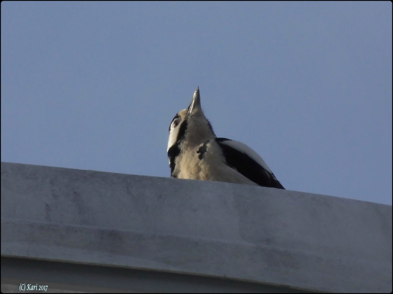 Valokuvaaja: Kari Saarinen