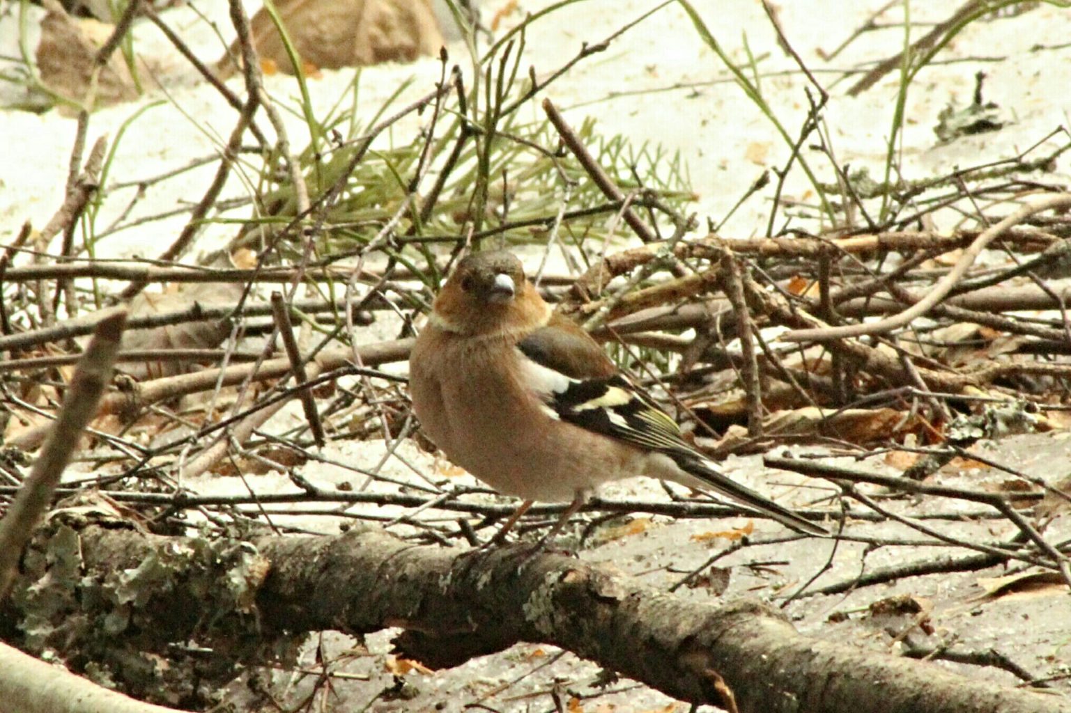 Valokuvaaja: Miia Pesu