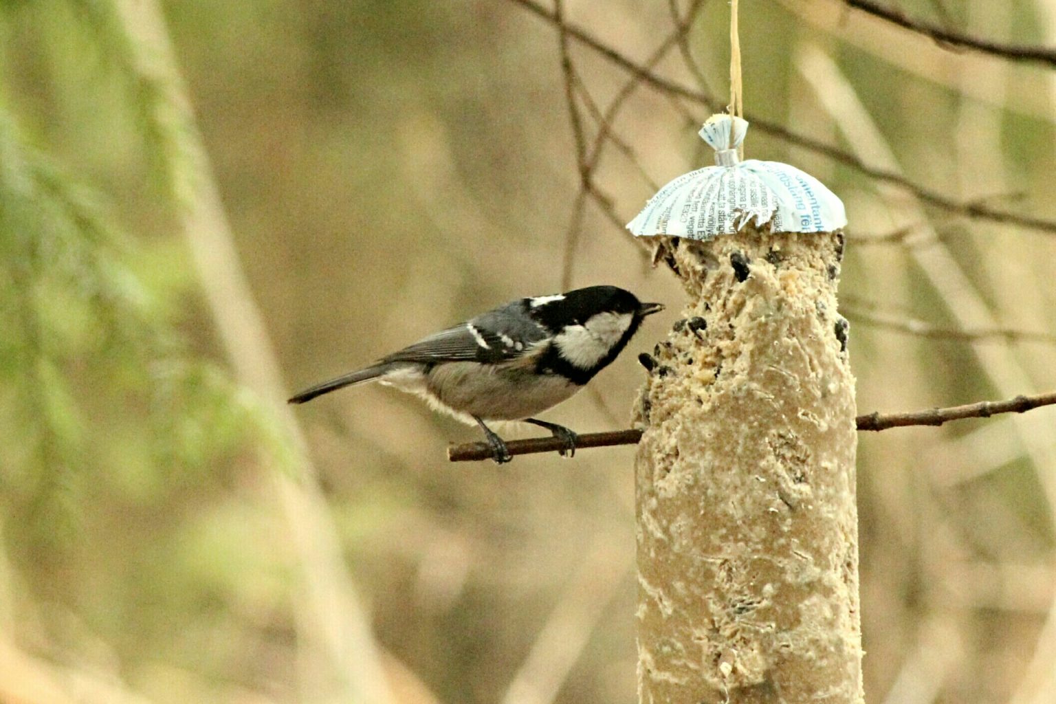 Valokuvaaja: Miia Pesu Valokuvaaja: Miia Pesu