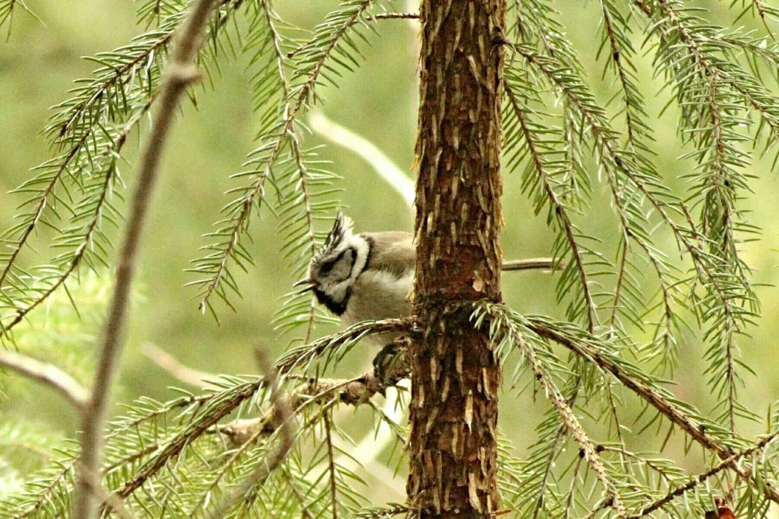 Valokuvaaja: Miia Pesu