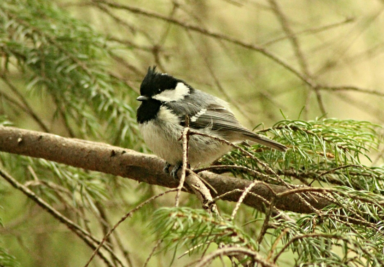 Valokuvaaja: Miia Pesu