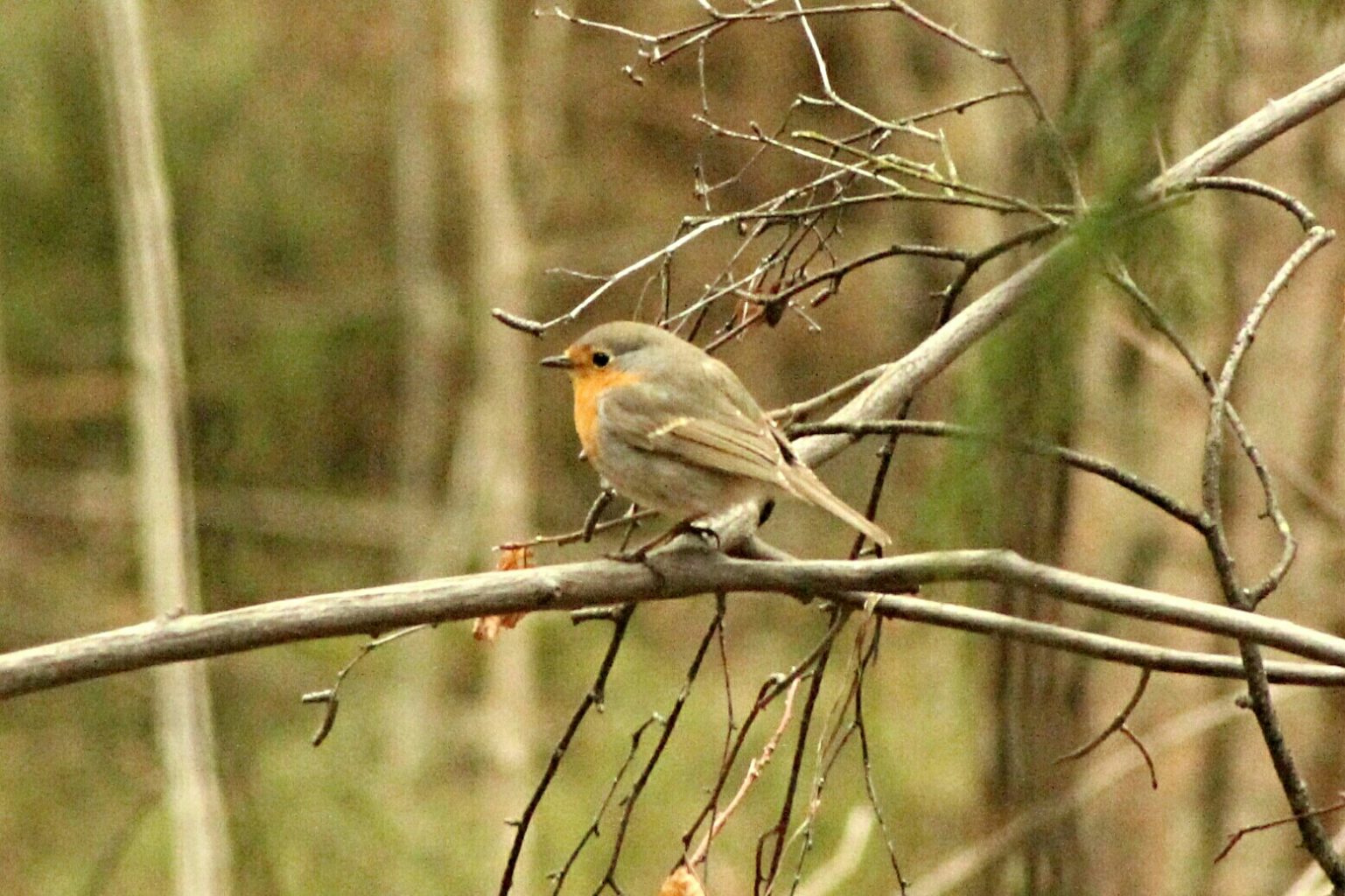 Valokuvaaja: Miia Pesu