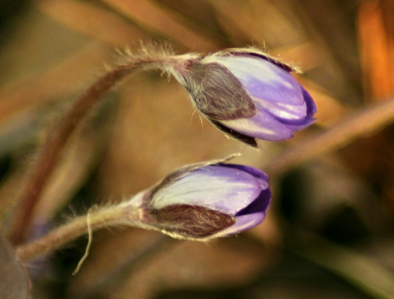 Valokuvaaja: Miia Pesu