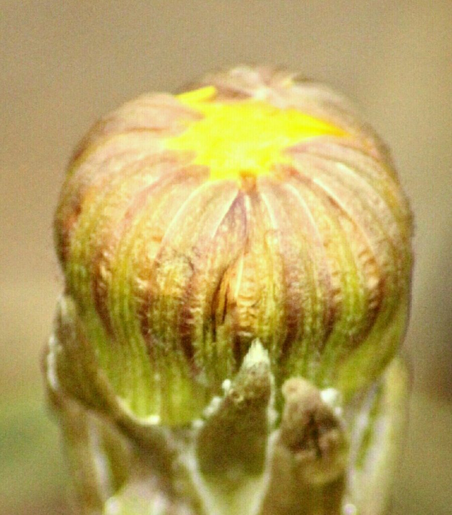 Valokuvaaja: Miia Pesu