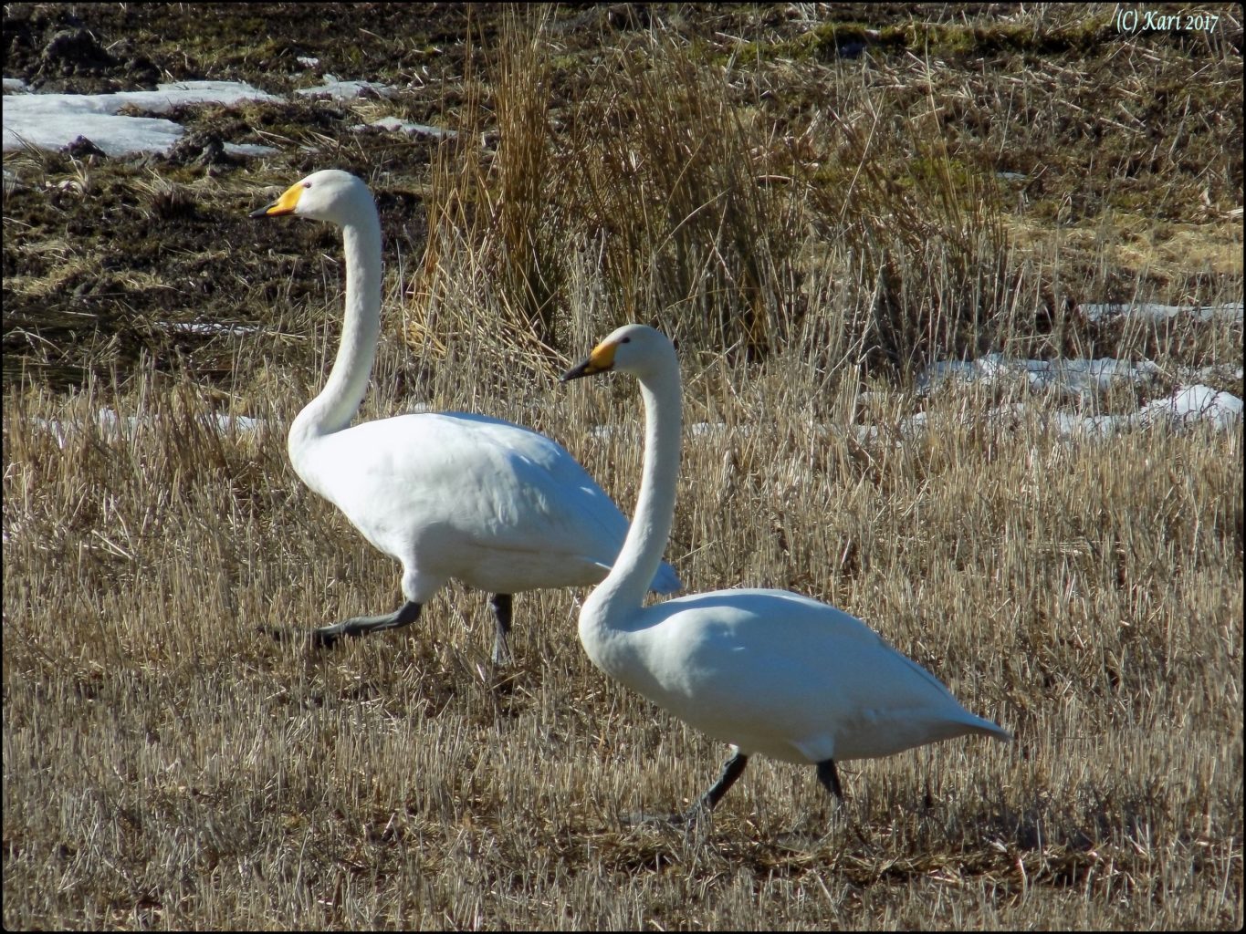 Valokuvaaja: Kari Saarinen