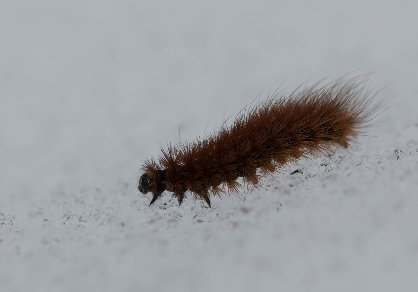 Valokuvaaja: Irma Kortekallio