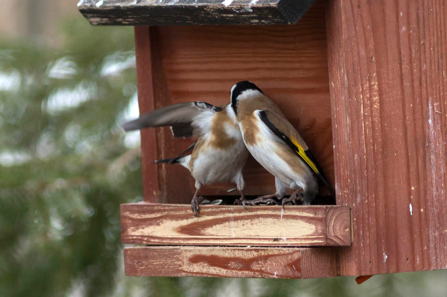 Valokuvaaja: Irma Kortekallio