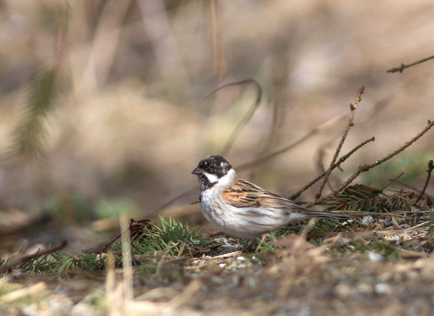 Valokuvaaja: Irma Kortekallio Valokuvaaja: Irma Kortekallio