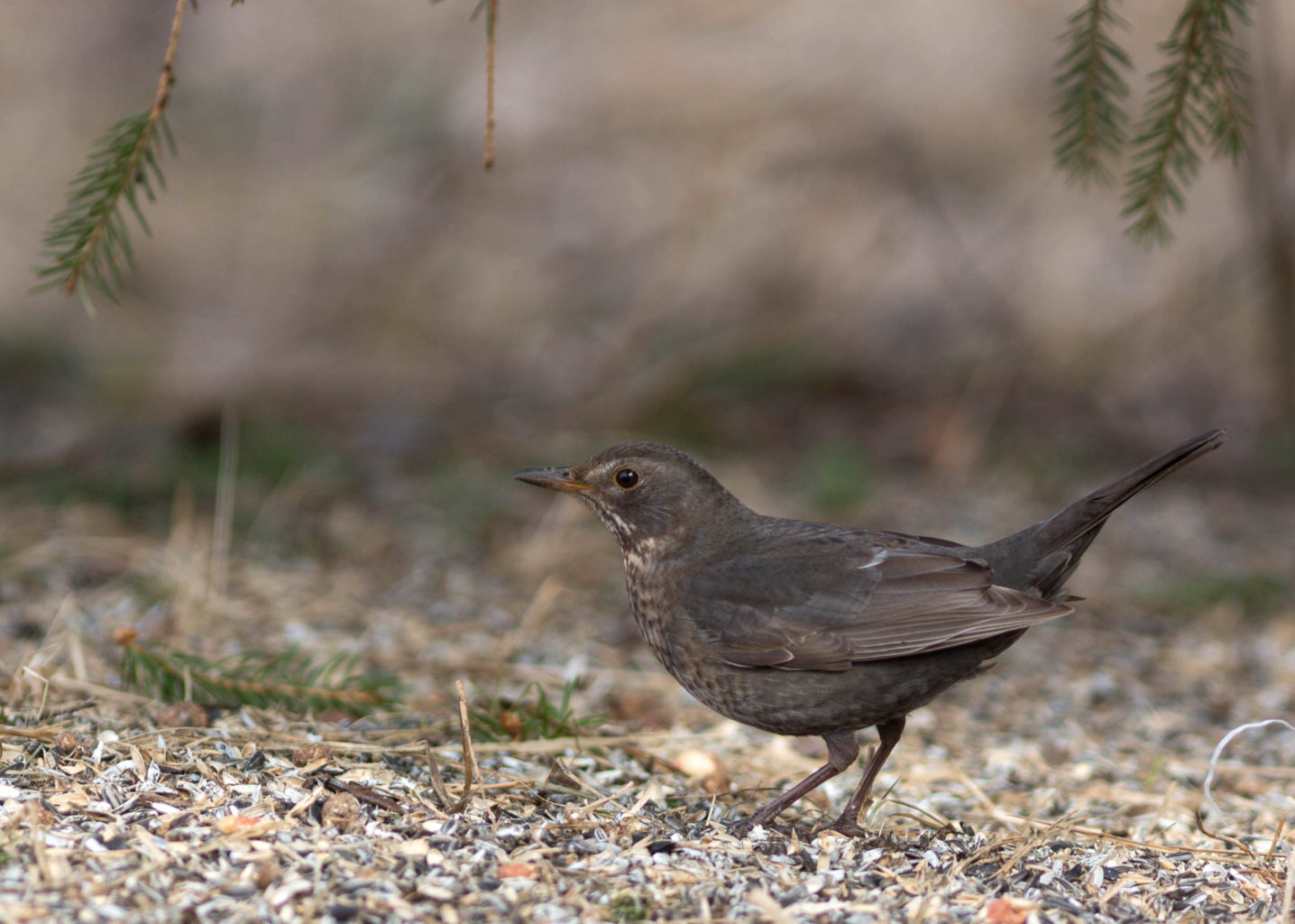 Valokuvaaja: Irma Kortekallio Valokuvaaja: Irma Kortekallio