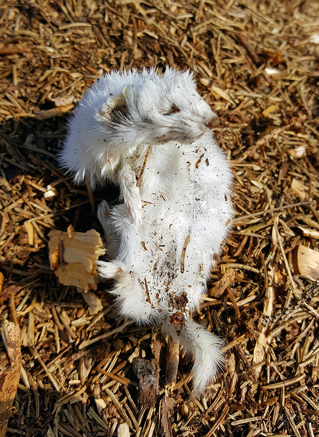 Valokuvaaja: Tarja Nenonen