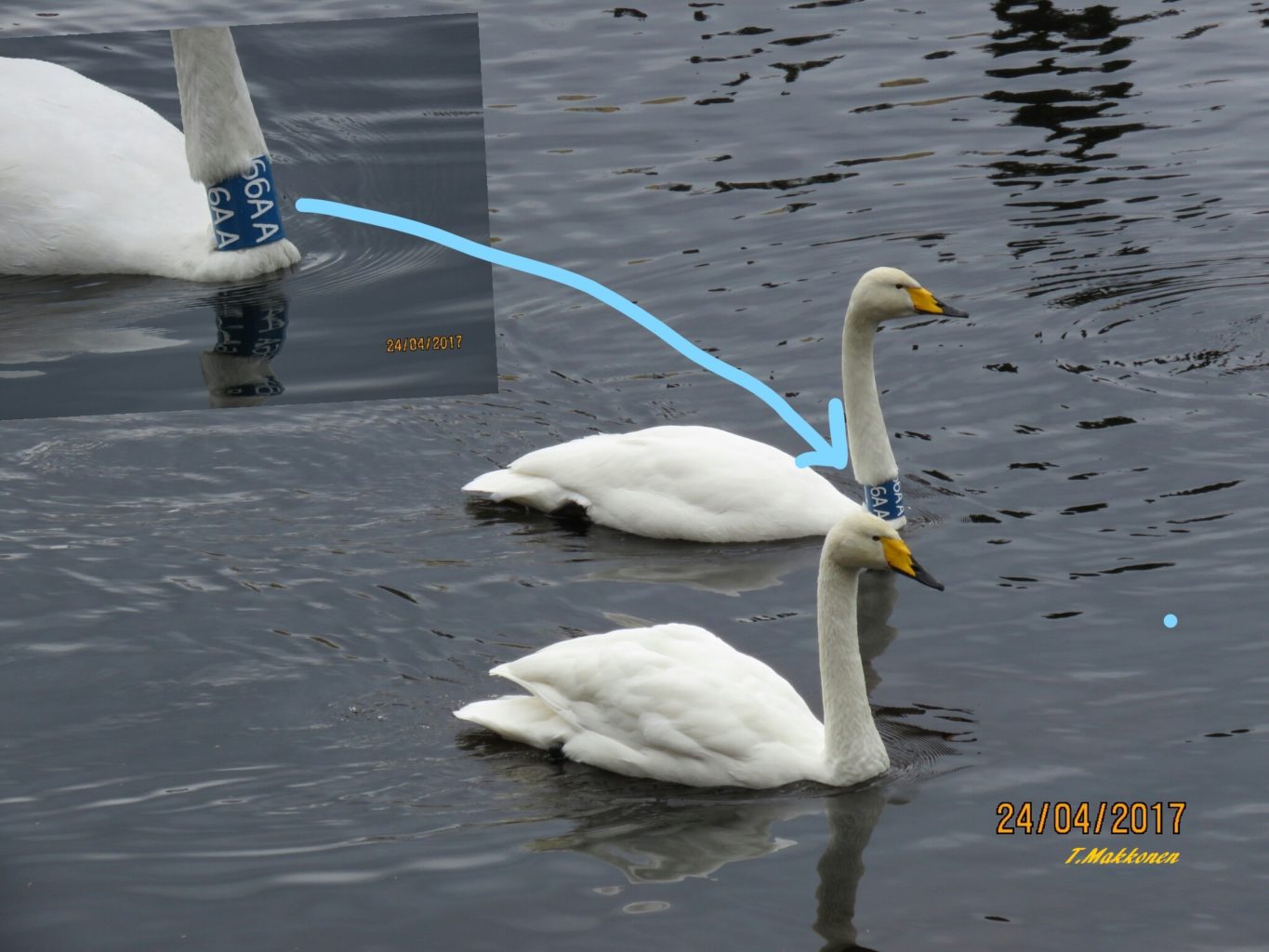 Valokuvaaja: Tuula Makkonen