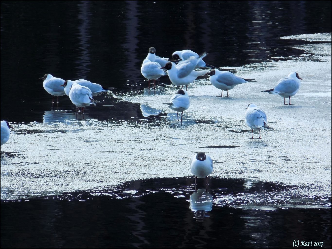 Valokuvaaja: Kari Saarinen