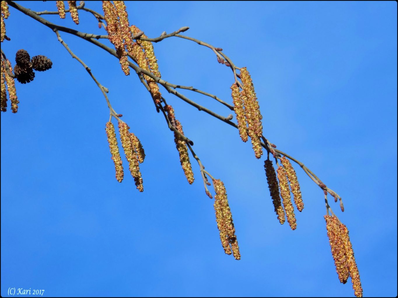 Valokuvaaja: Kari Saarinen