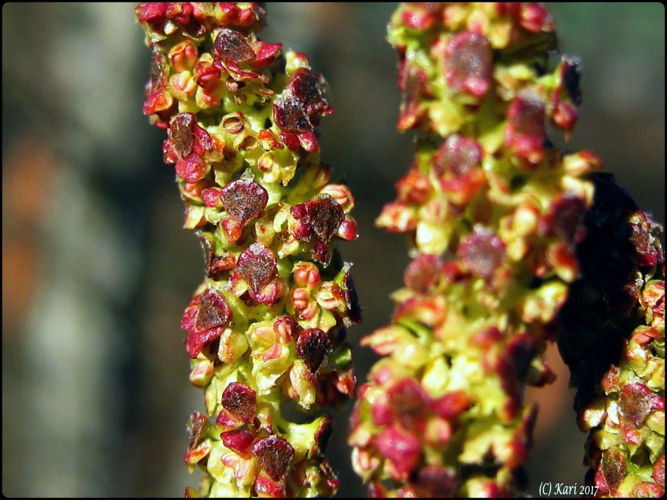 Valokuvaaja: Kari Saarinen