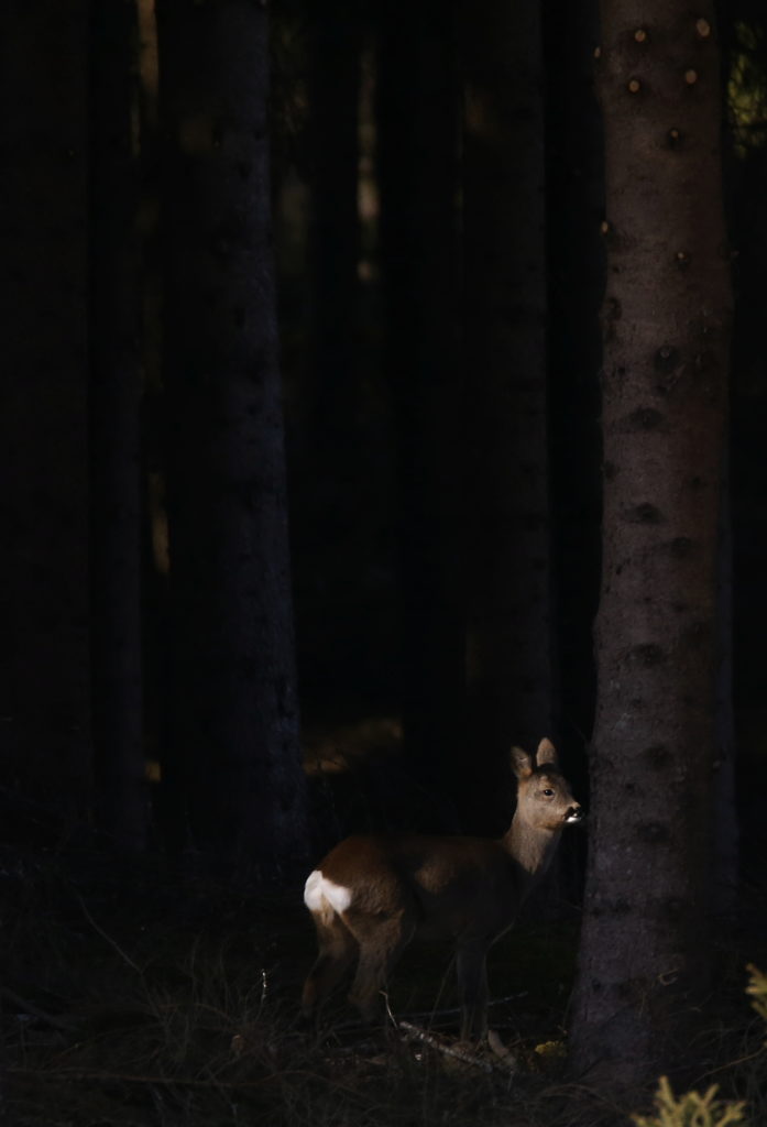 Valokuvaaja: Anne Moilanen