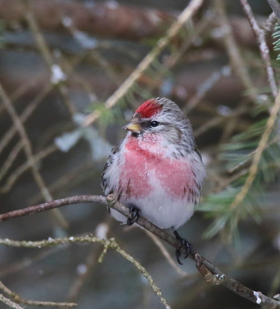 Valokuvaaja: Tuula Pirnes