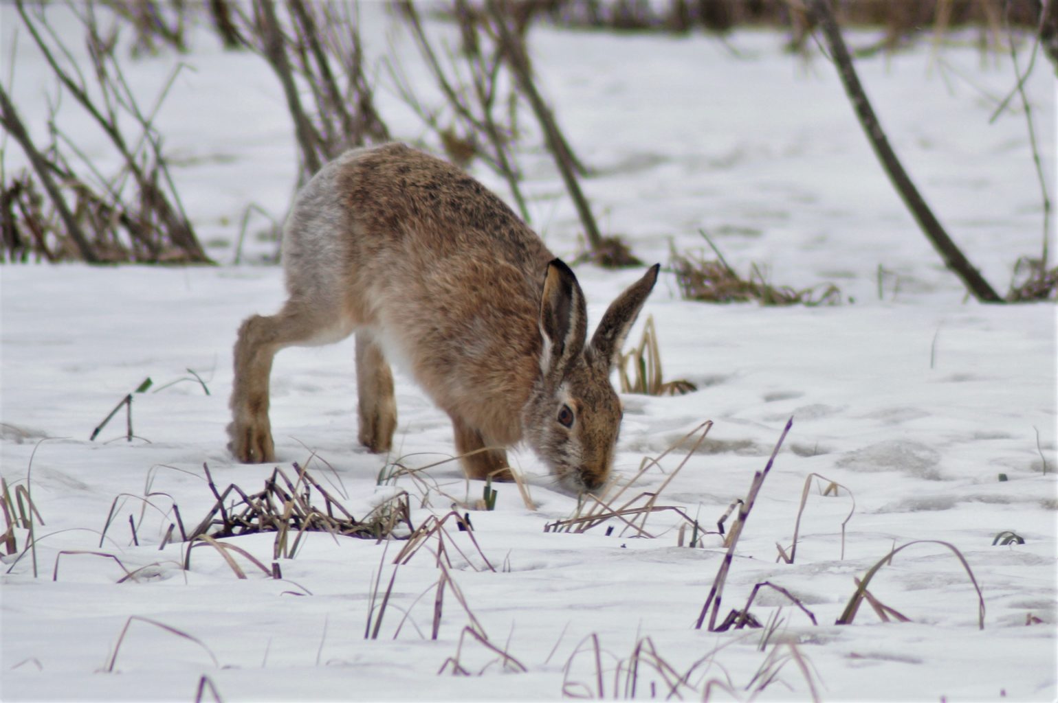 Valokuvaaja: Maarit Siitonen Valokuvaaja: Maarit Siitonen