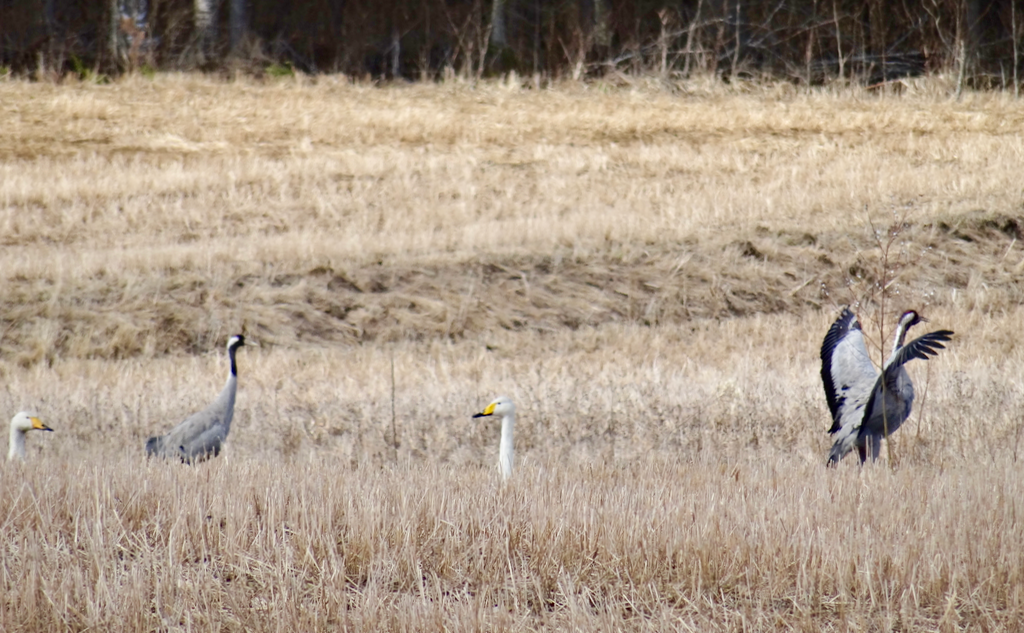 Valokuvaaja: Liisa Niiva-Korpela