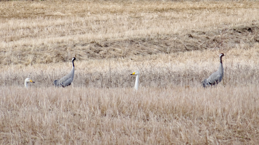 Valokuvaaja: Liisa Niiva-Korpela
