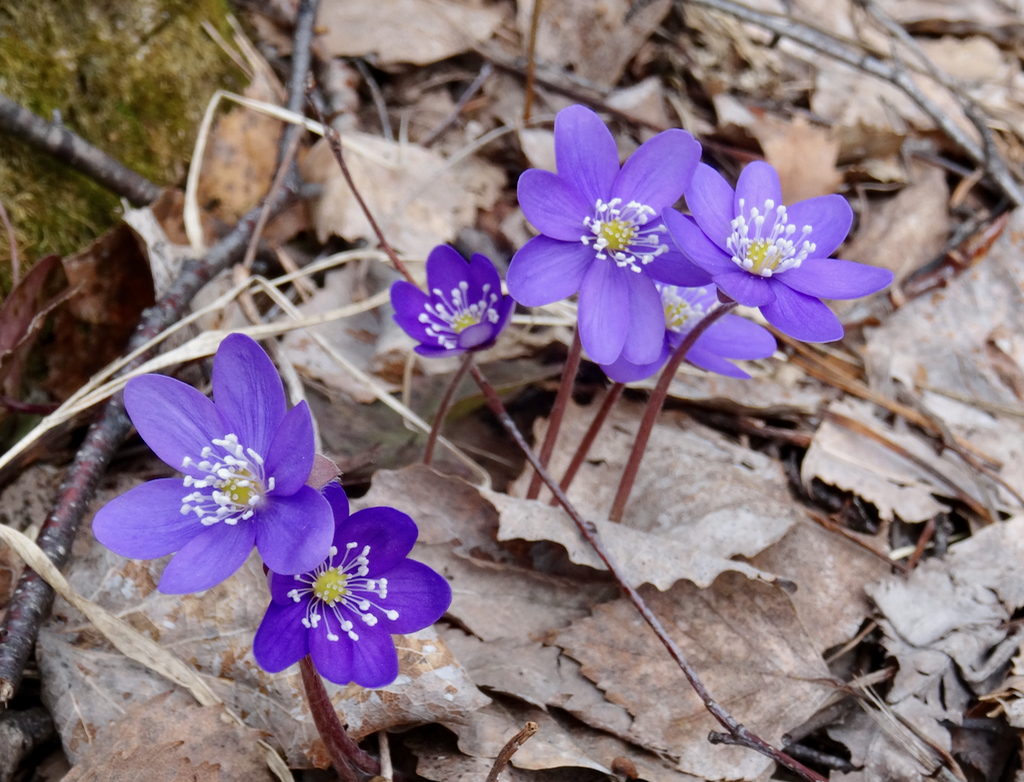 Valokuvaaja: Liisa Niiva-Korpela