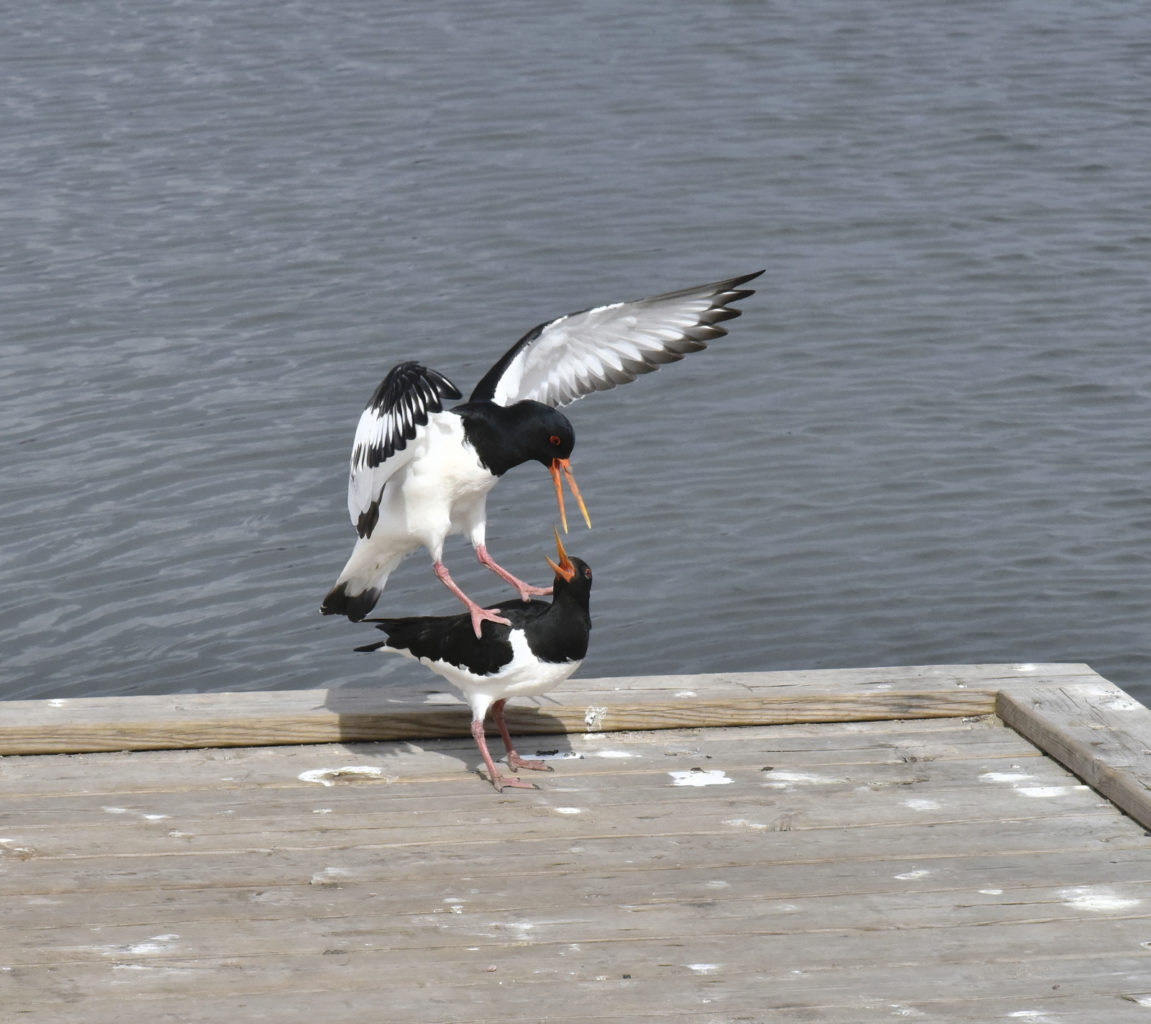 Valokuvaaja: Reijo Juurinen