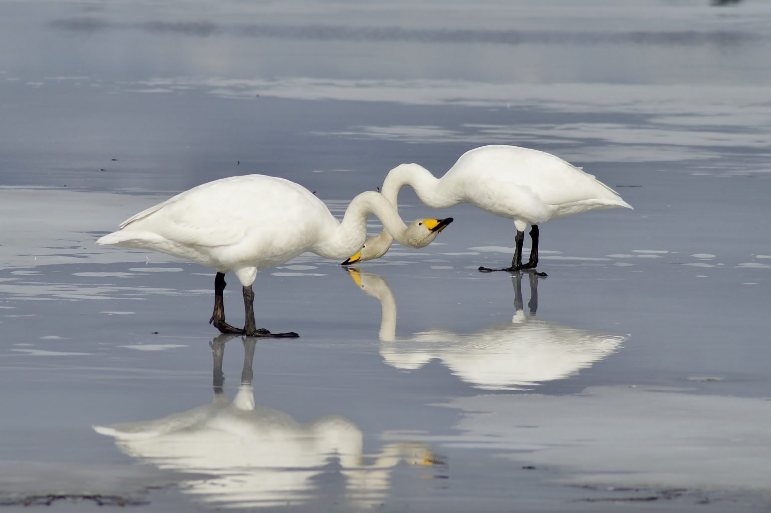 Valokuvaaja: Maarit Siitonen