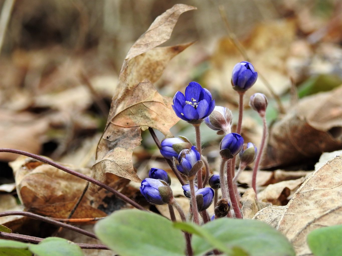 Valokuvaaja: Maarit Siitonen