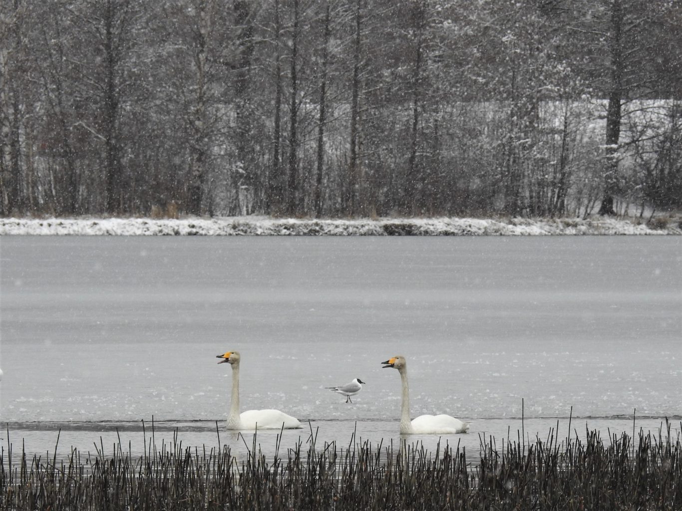 Valokuvaaja: Maarit Siitonen