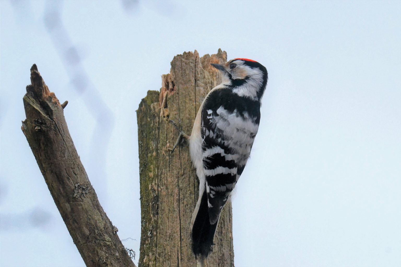 Valokuvaaja: satu välimaa