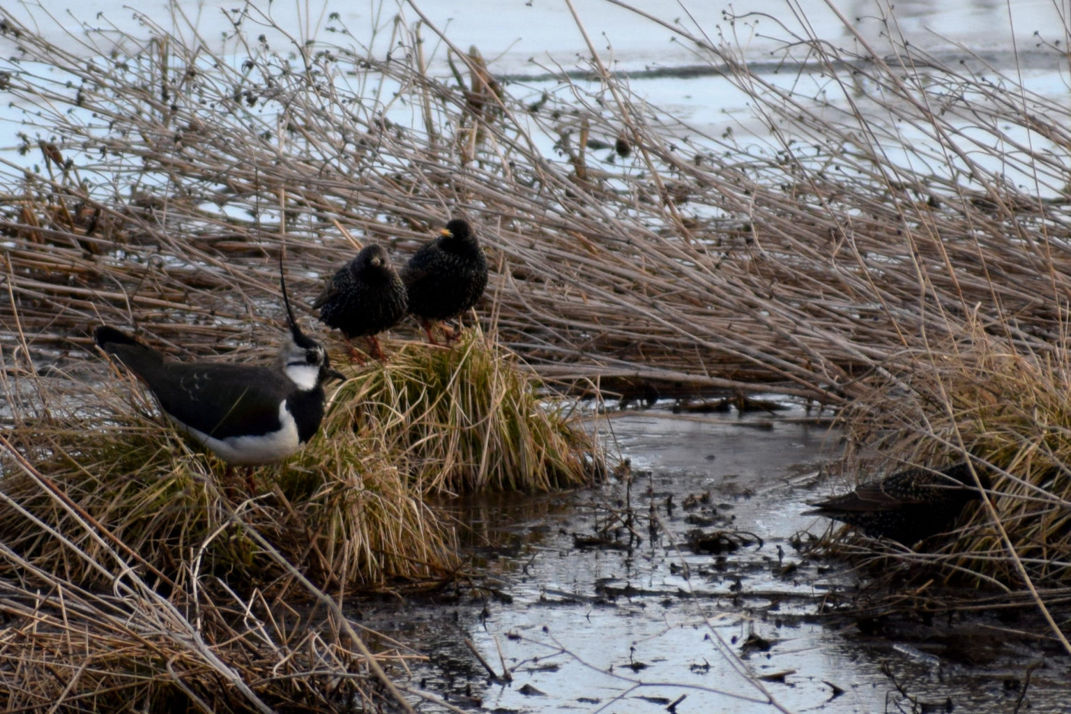 Valokuvaaja: Jenni Meriluoto