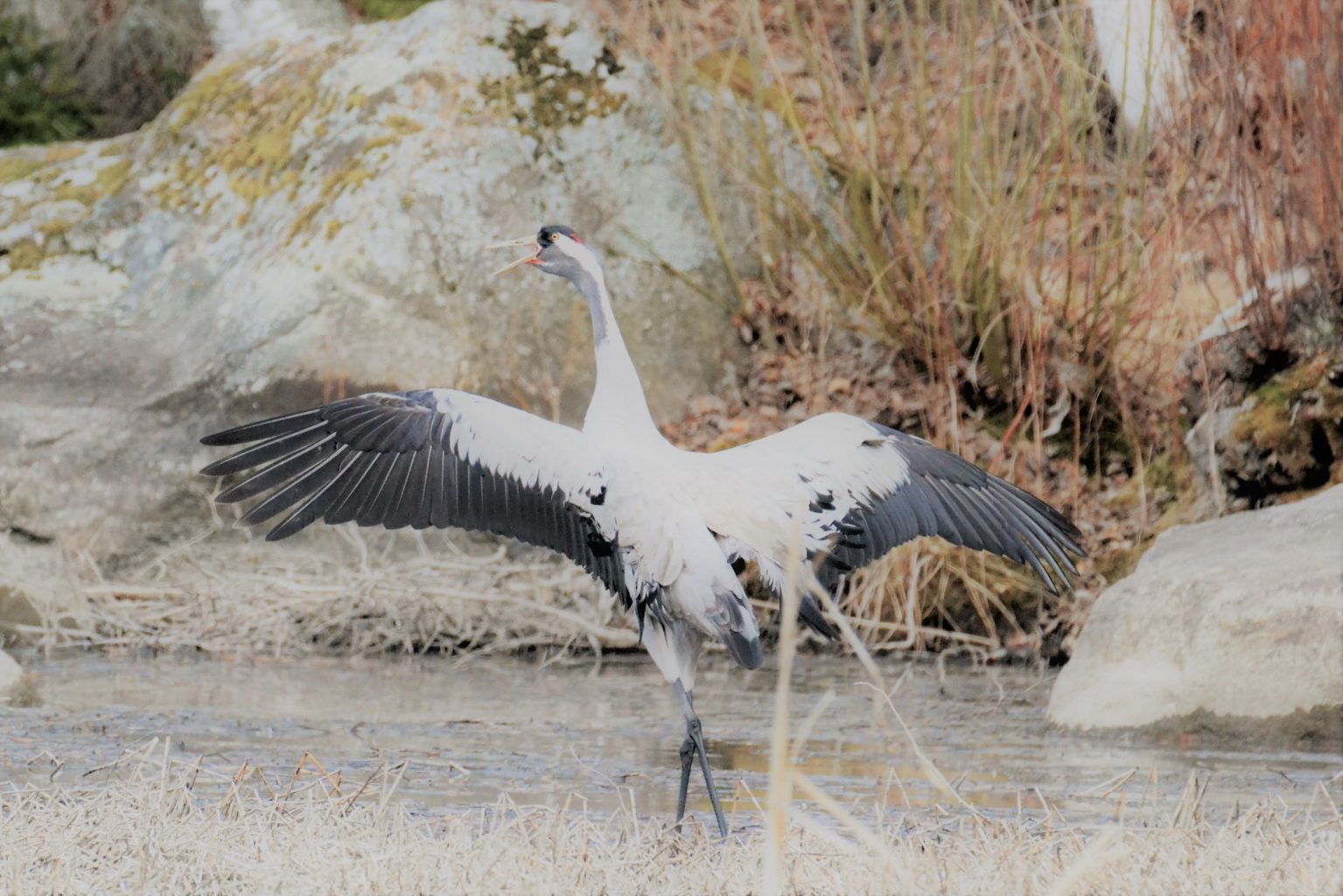 Valokuvaaja: satu välimaa