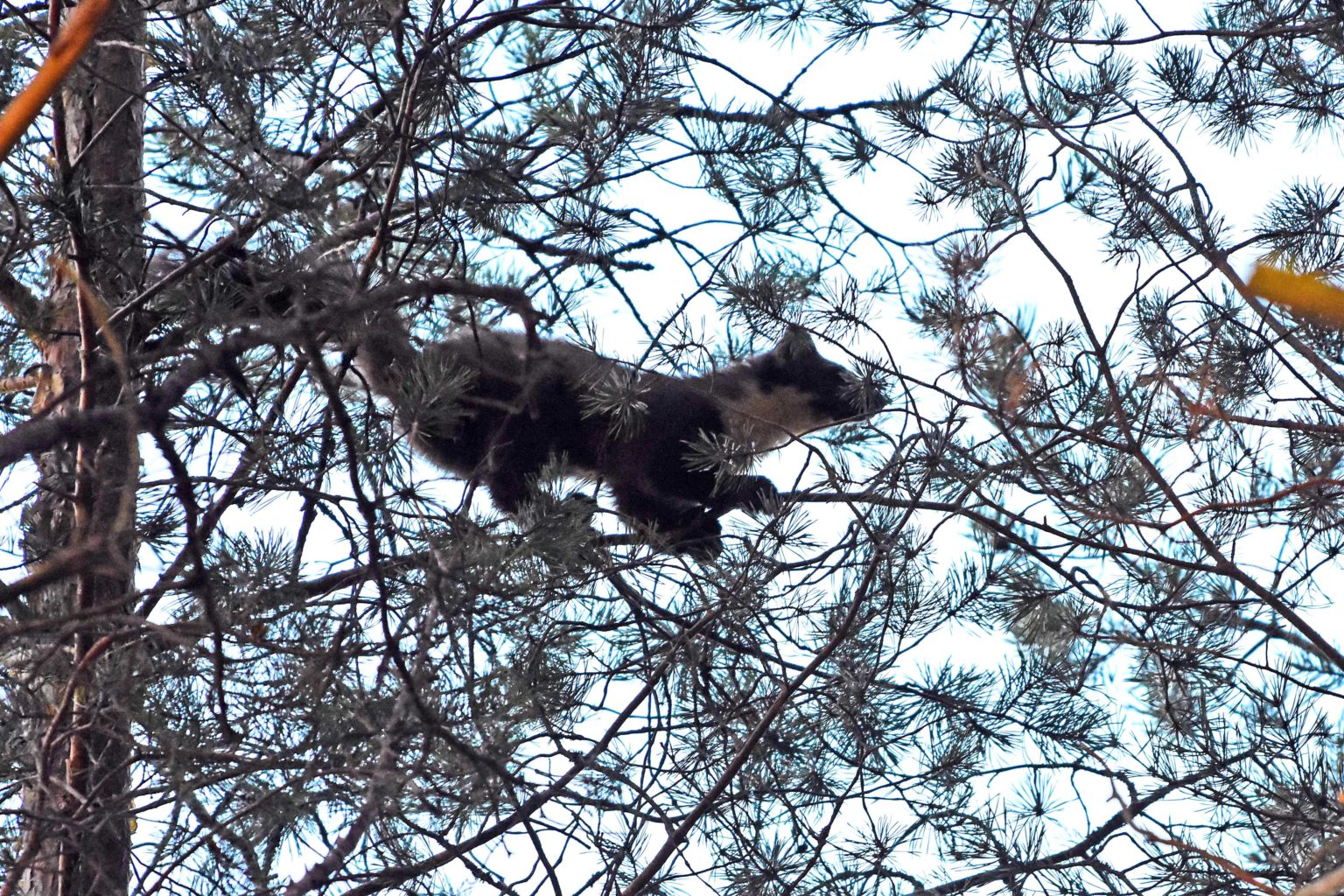 Valokuvaaja: Matti Pyysalo