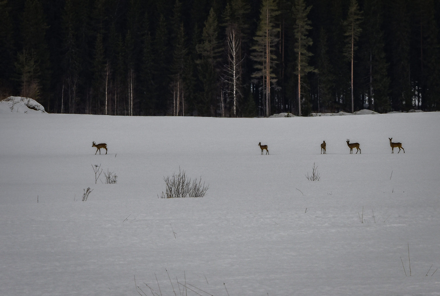 Valokuvaaja: MAIJA SAVOLAINEN
