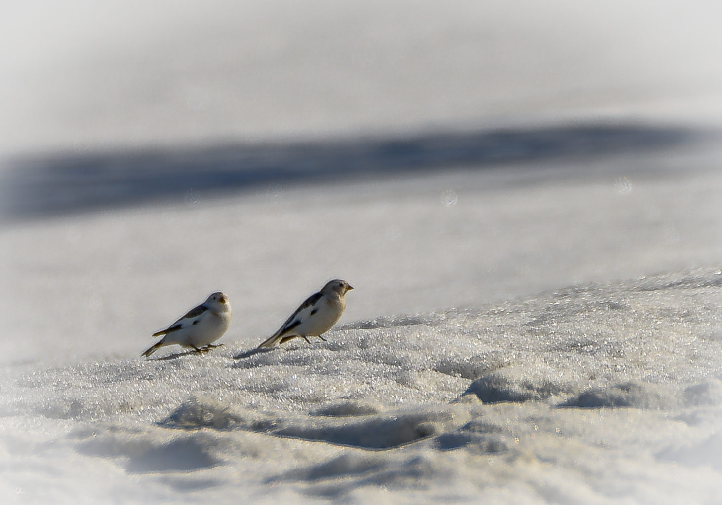 Valokuvaaja: MAIJA SAVOLAINEN Valokuvaaja: MAIJA SAVOLAINEN