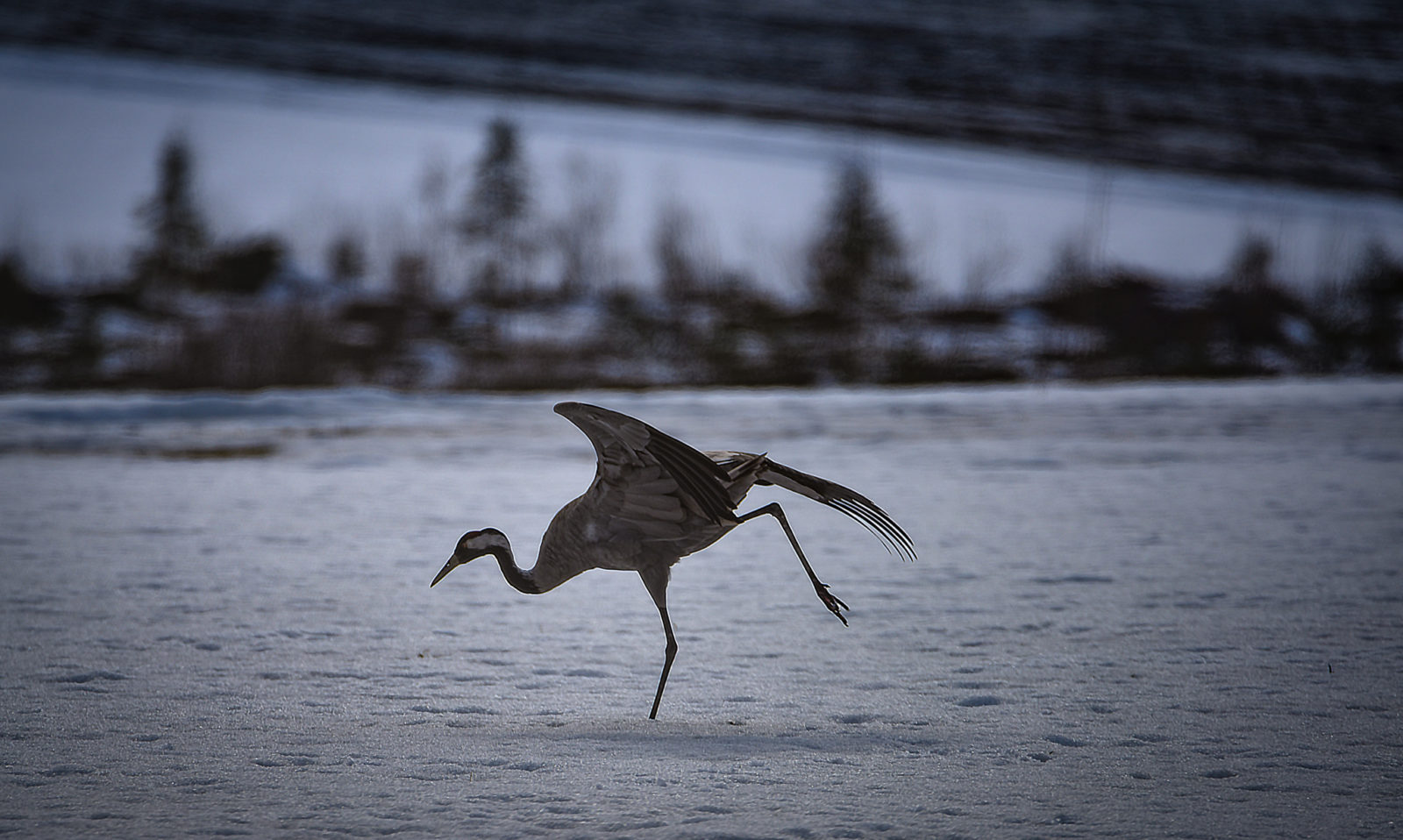 Valokuvaaja: MAIJA SAVOLAINEN
