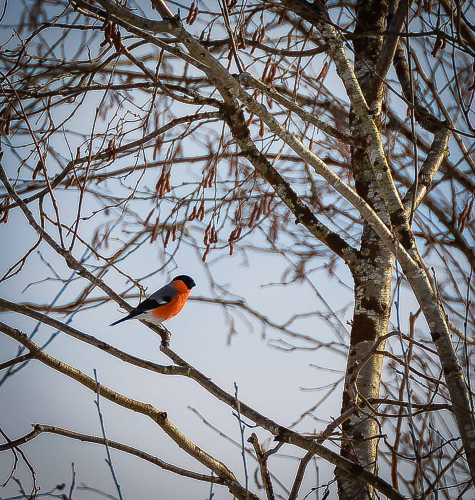 Valokuvaaja: MAIJA SAVOLAINEN