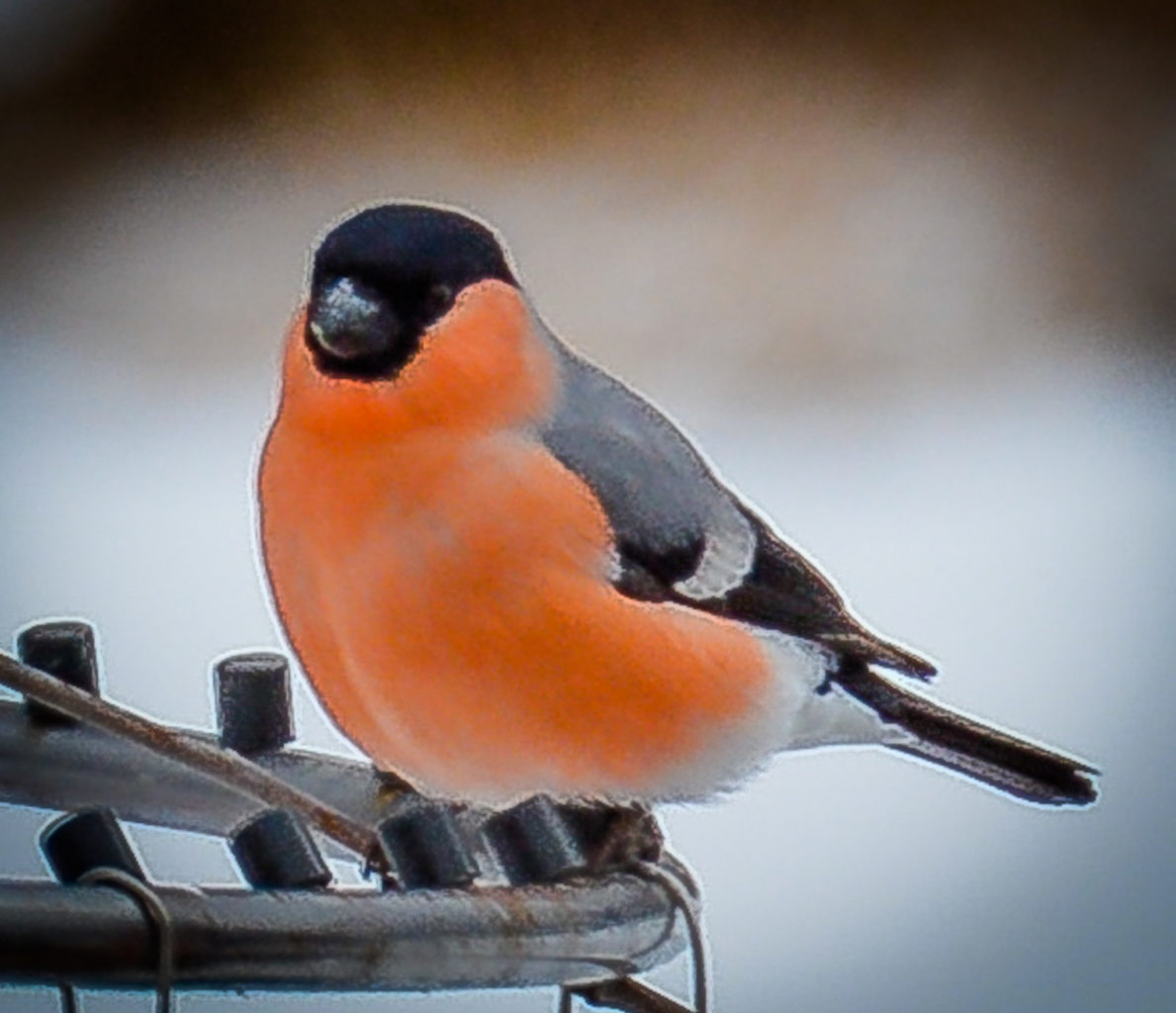 Valokuvaaja: MAIJA SAVOLAINEN