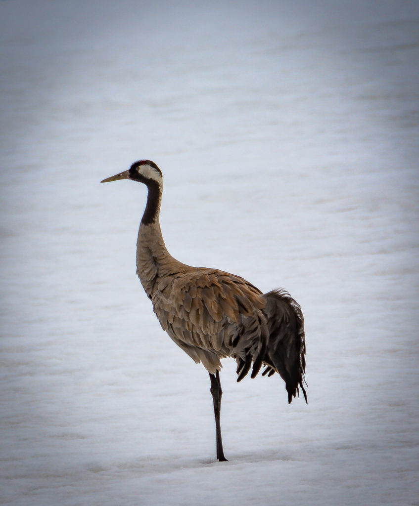 Valokuvaaja: MAIJA SAVOLAINEN