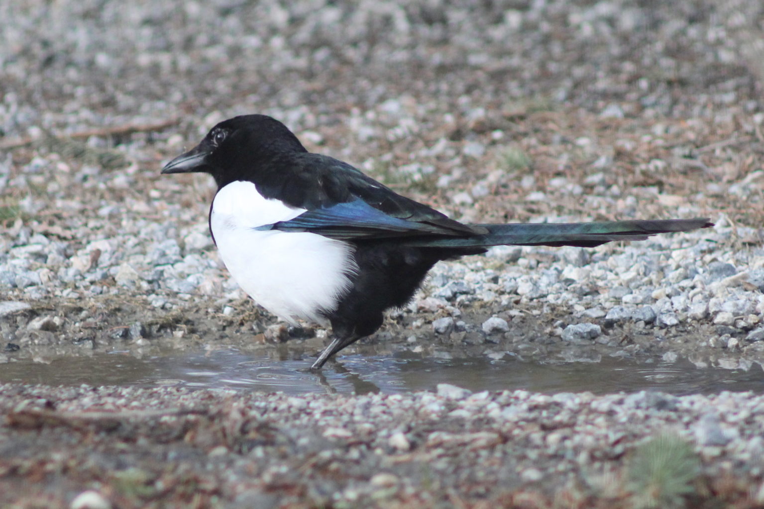 Valokuvaaja: Kalle Asikainen