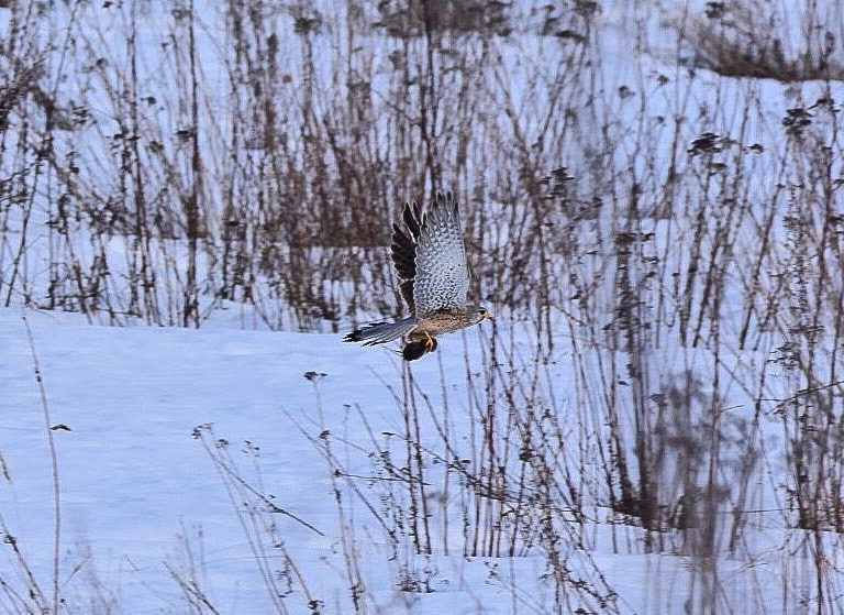Valokuvaaja: Markku Hämäläinen Valokuvaaja: Markku Hämäläinen