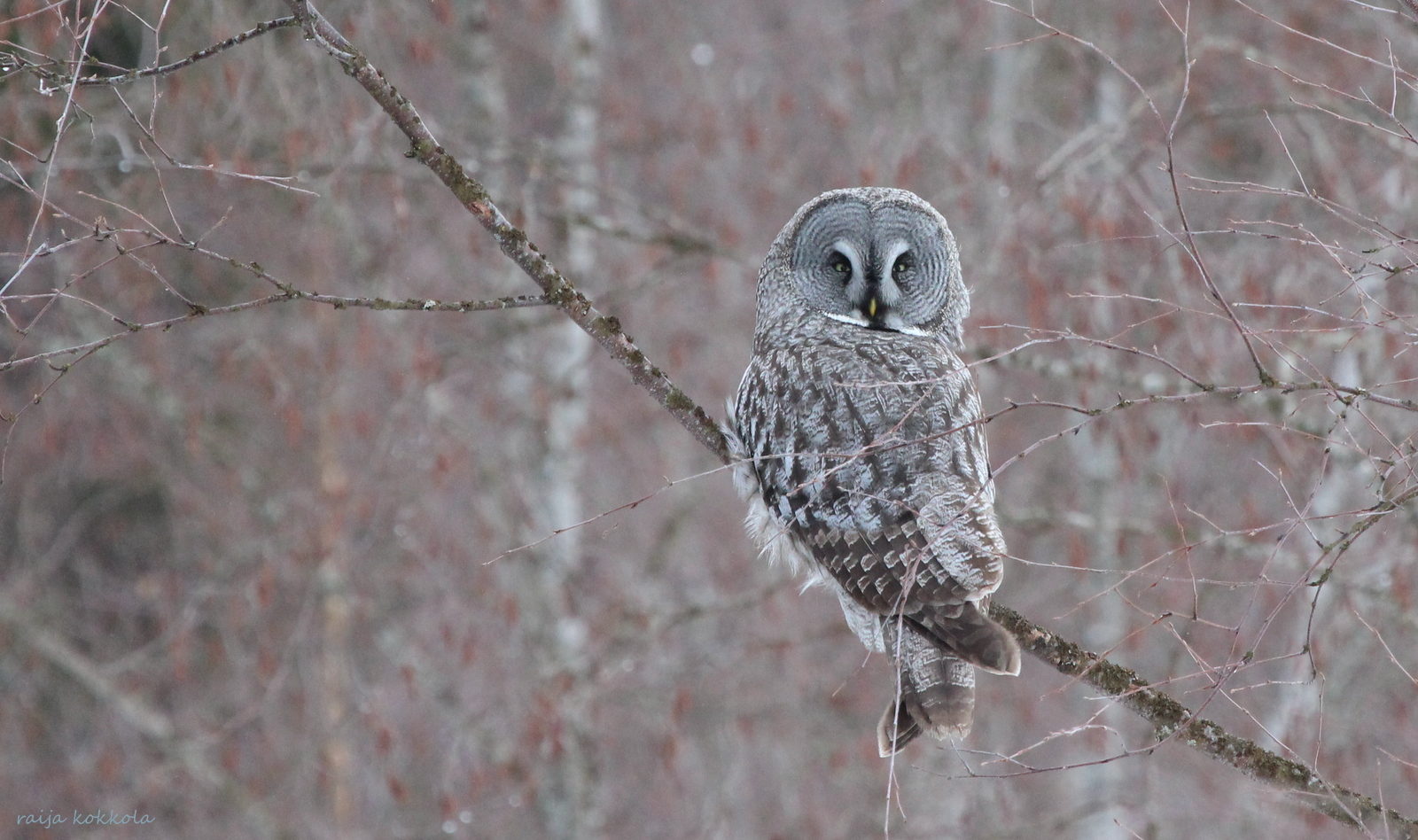 Valokuvaaja: Raija Kokkola