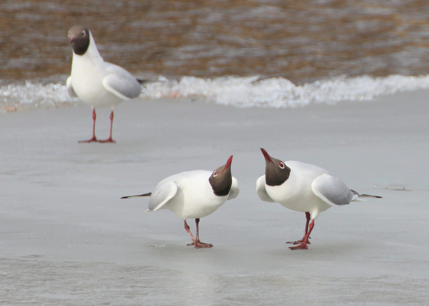 Valokuvaaja: Irja Lehtinen