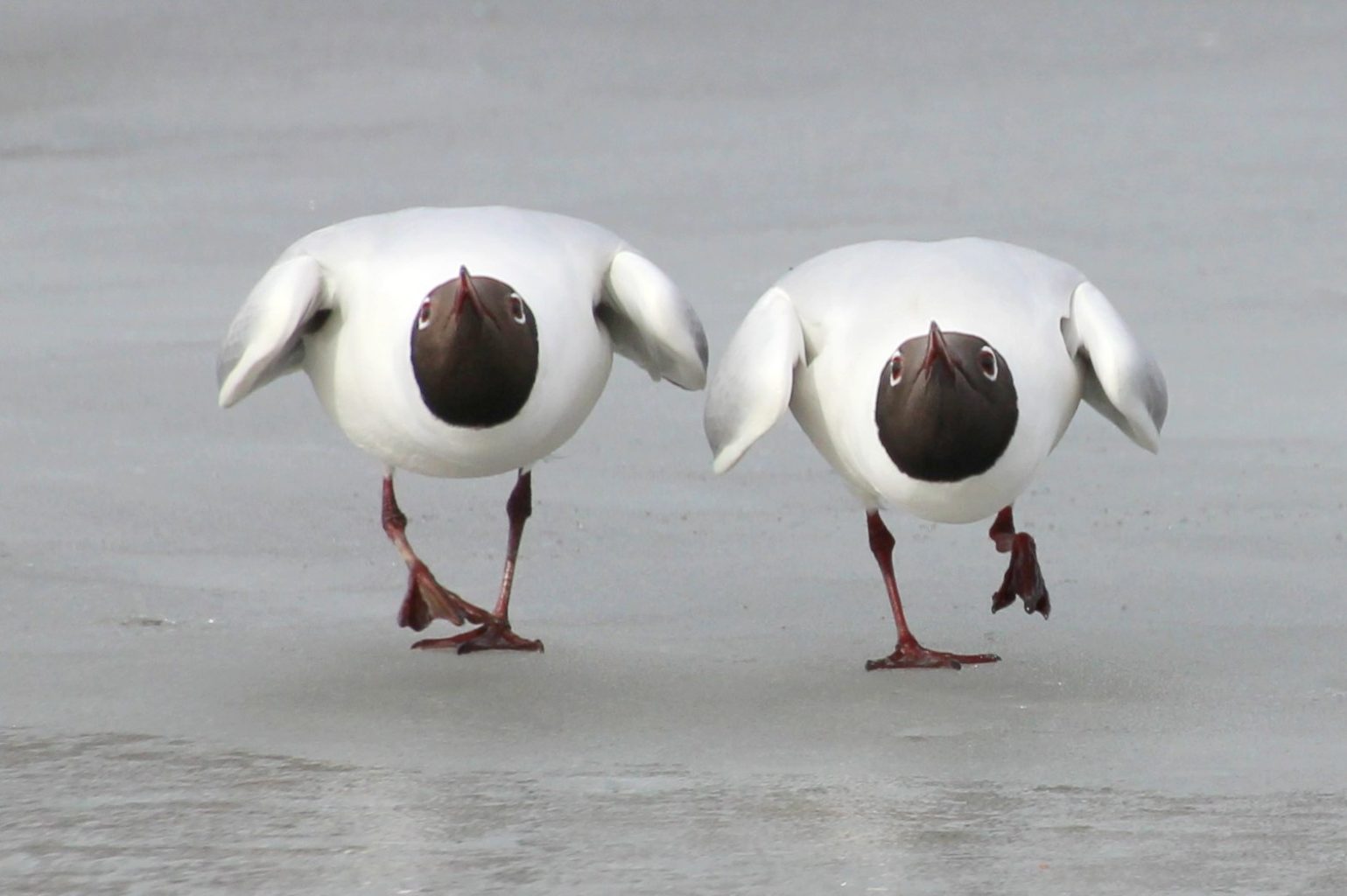Valokuvaaja: Irja Lehtinen