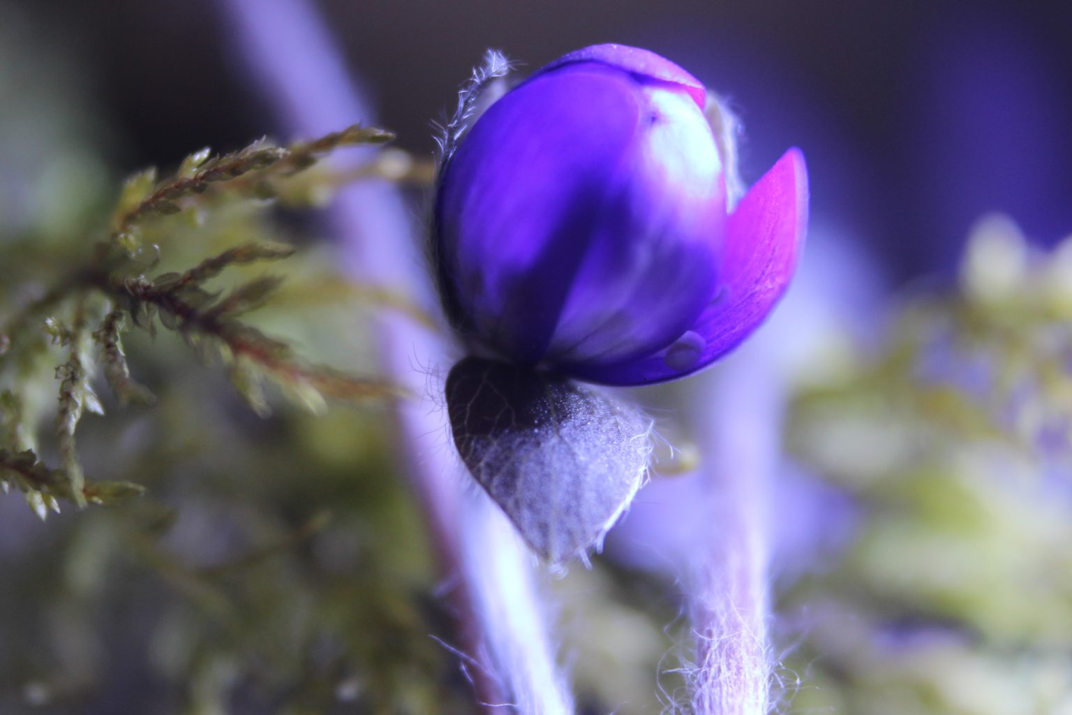 Valokuvaaja: Irja Lehtinen