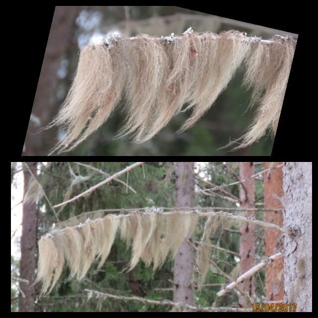 Valokuvaaja: Tuula Makkonen