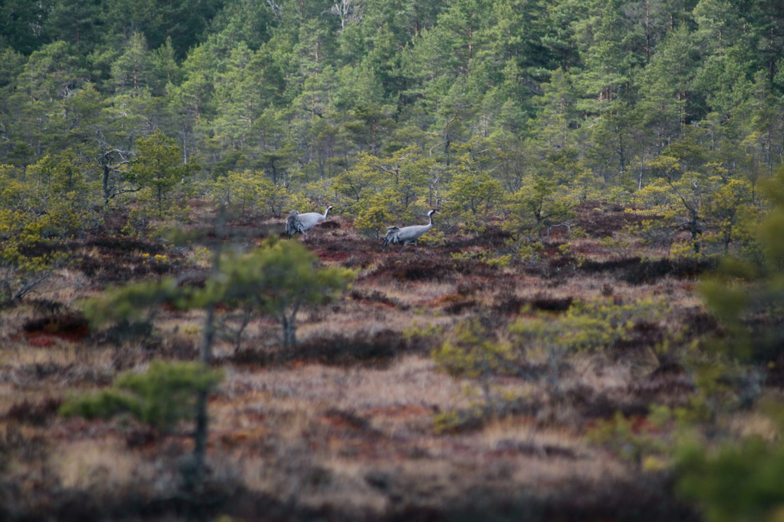 Valokuvaaja: Ville Forss