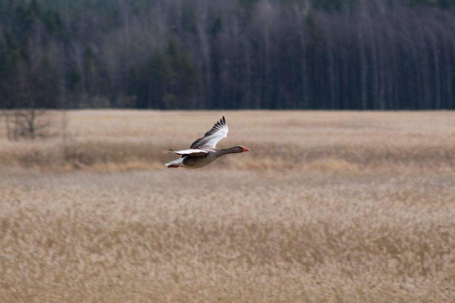 Valokuvaaja: Ville Forss Valokuvaaja: Ville Forss
