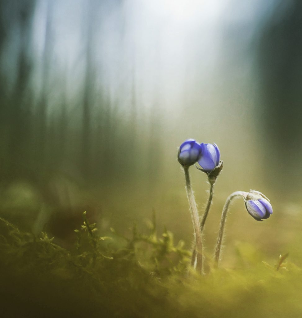 Valokuvaaja: Anne Patana