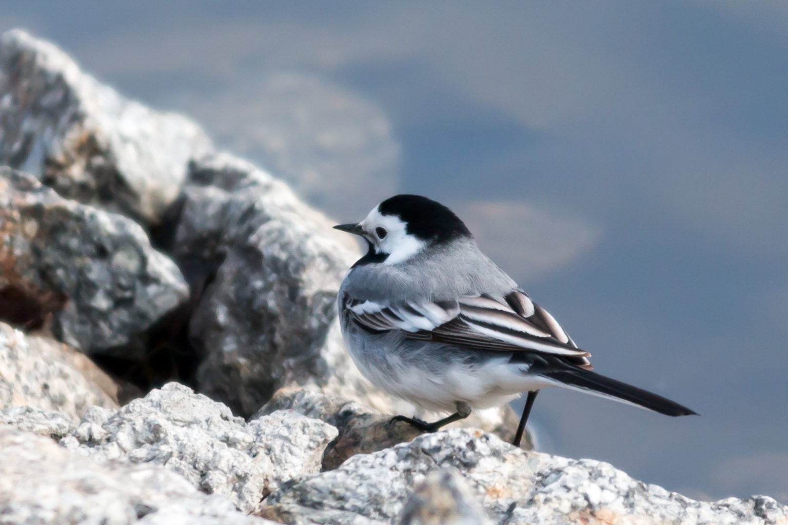 Valokuvaaja: Ari Tapaninen